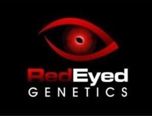 RED EYe logo