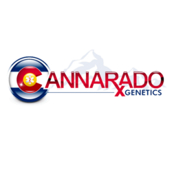 Cannarado Genetics Regular seeds