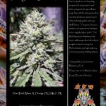 Dragons-Stash-f3-Promo-Sheet-600×776