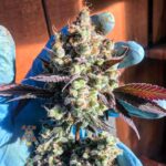 celesital dragon hummingbird-min (1)