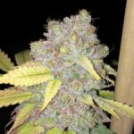 dragonsflamegenetics-1601885354748-600×600