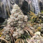 dragonsflamegenetics-1615334206513