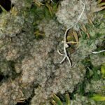 dragonsflamegenetics-16153343464201-600×600