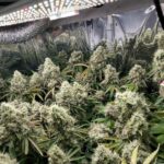 dragonsflamegenetics-16153344355602-1-600×600