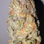 santa cruz dragon (1 of 1)-3-min