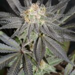 0e2e51f8-08f3-4e15-9da2-d0b62c949eb8