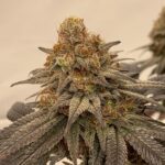 d88dd191-7d9a-464c-a46d-5e80ba8c050c