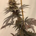 e9aa13e5-2187-4e86-b8bb-8a32e7d615f5