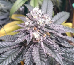 Apple Ecstasy - Red Eye Genetics 1