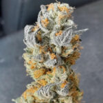 Apple Ecstasy – Red Eye Genetics 3