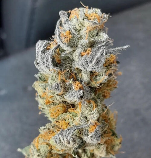 Apple Ecstasy - Red Eye Genetics 3