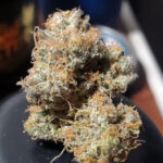 Pungent Power Sweet Envy x Red Eye Genetics 3