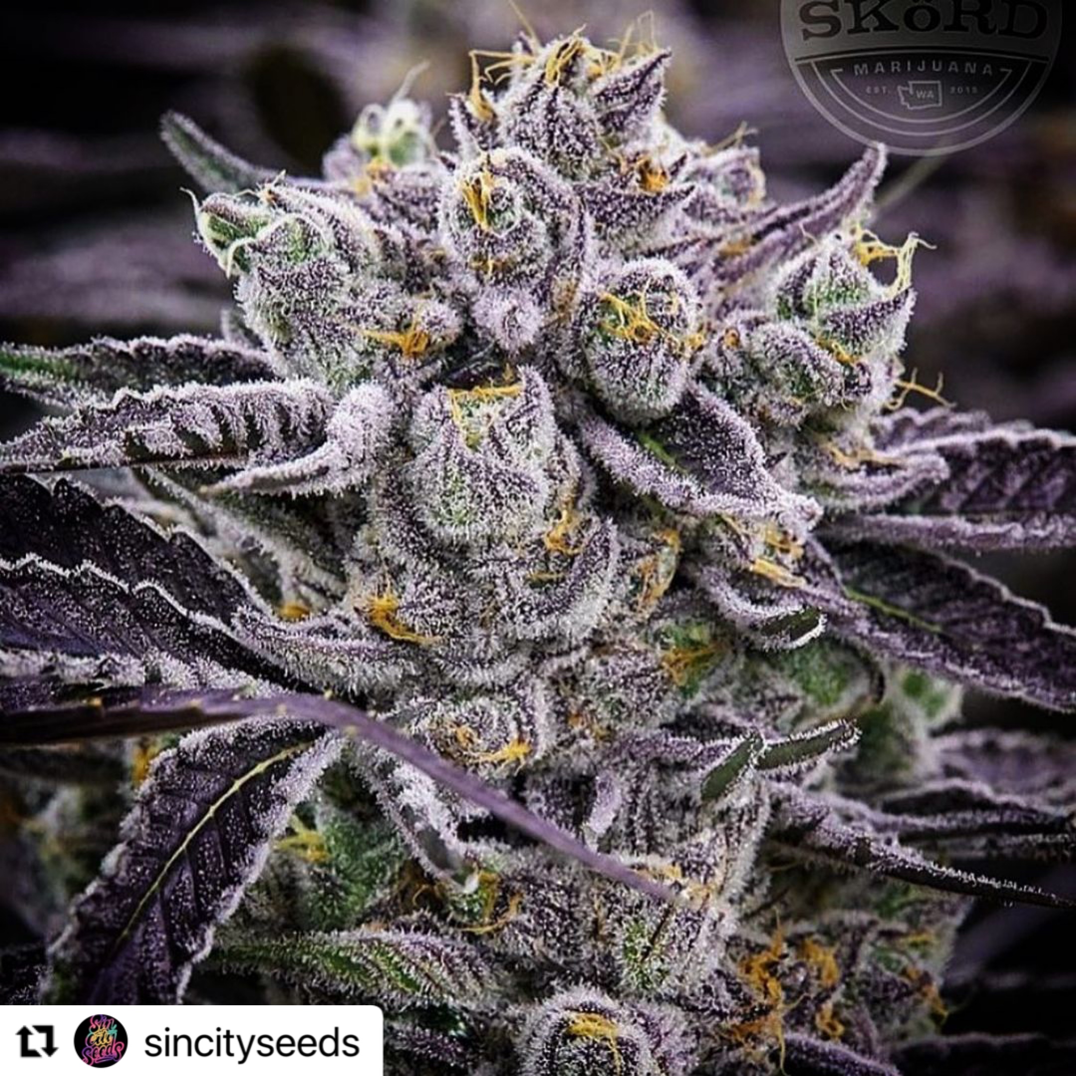 606f4407-c33b-4425-a8ca-8aab4c21294c