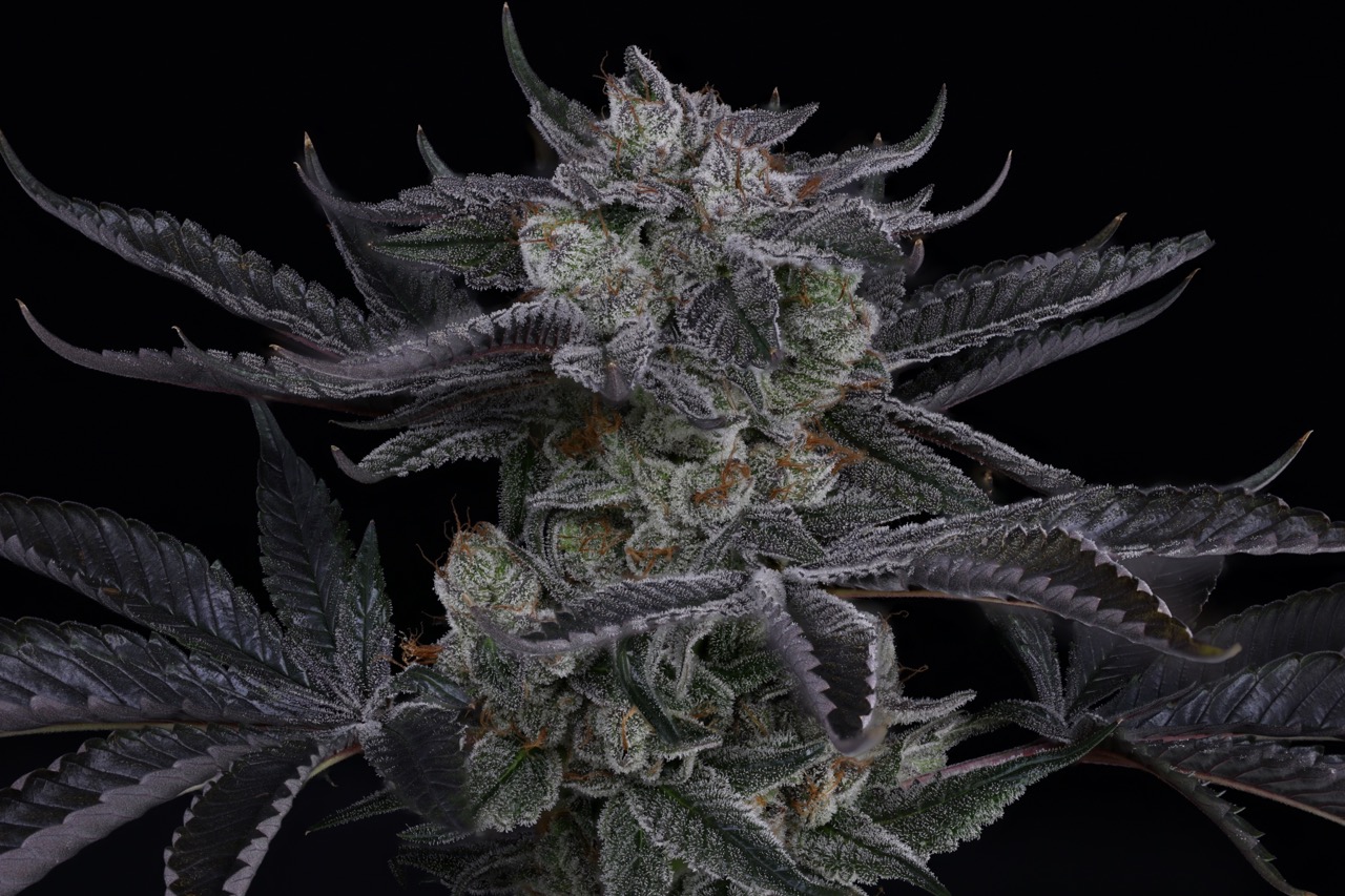 Beach Truffle 5 Large