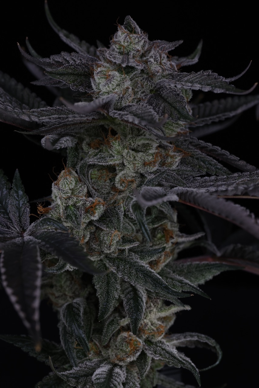 Beach Truffle 7 Large