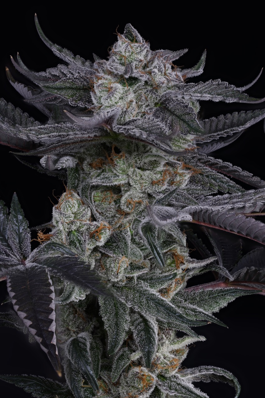 Beach Truffle 8 Large