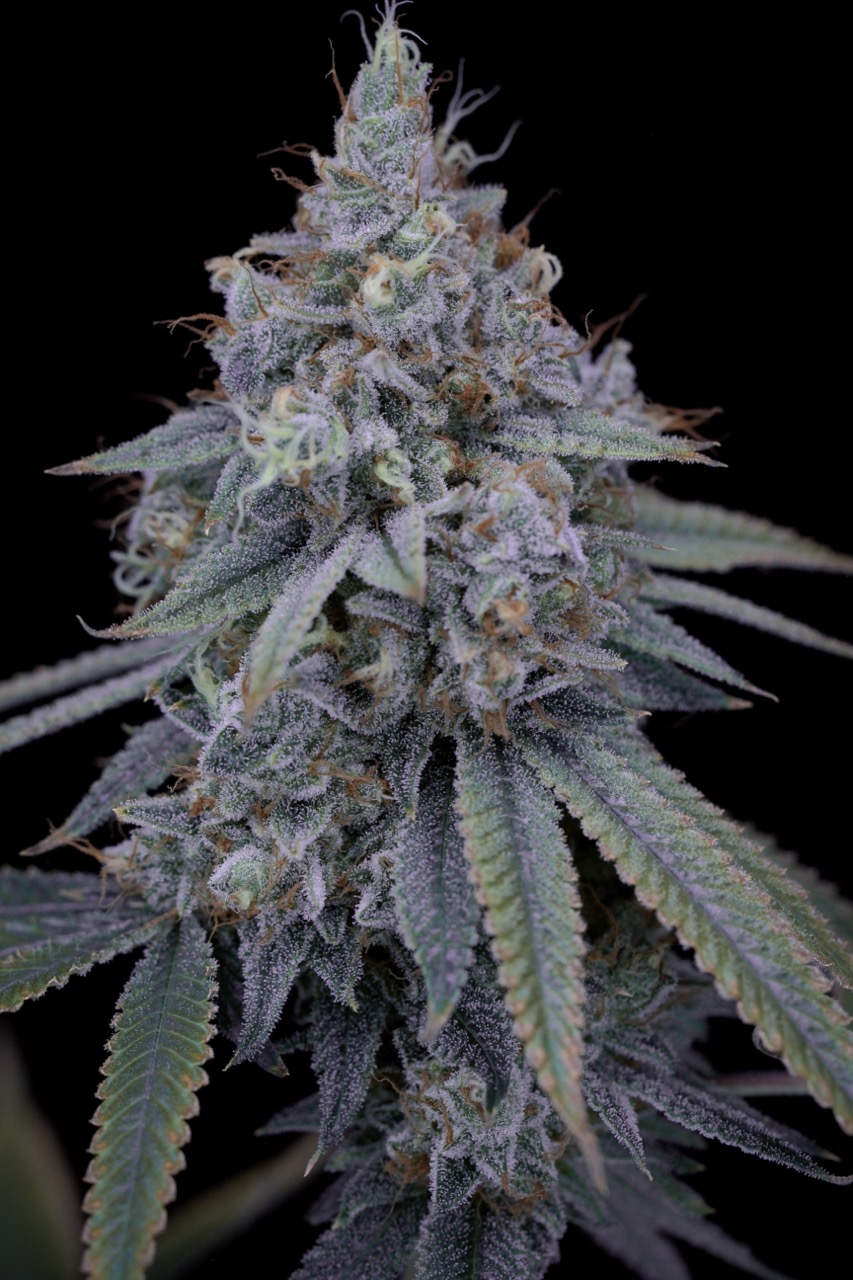 Blue Power IX2 3 Large