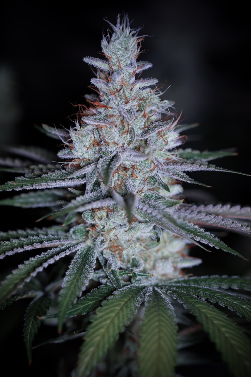 Choking Hazard Large