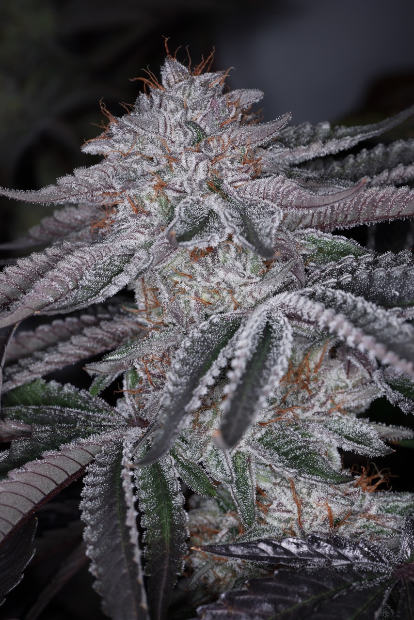 Coconut Cloud 2 Large