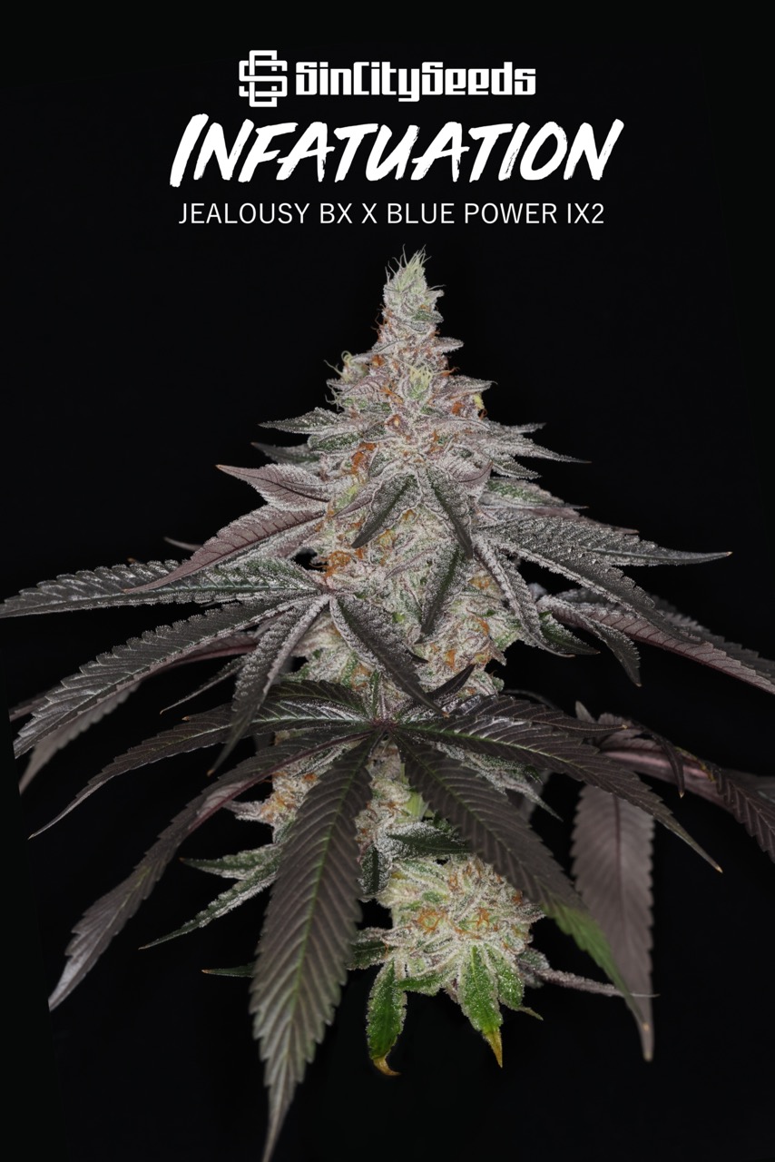 Infatuation 10 Large