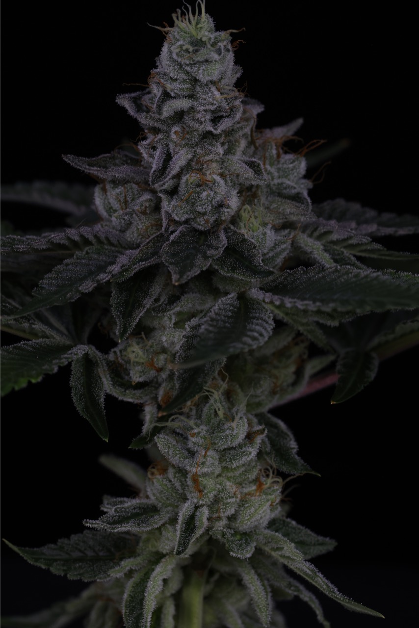 Nuclear Power 5 Large