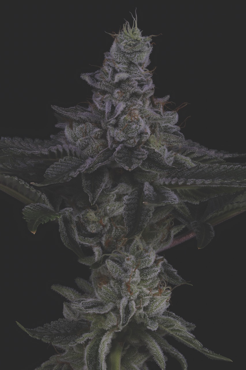 Nuclear Power (Edit) Large